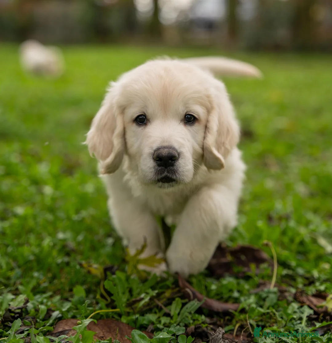 Golden Retriever cani in vendita: cuccioli golden retriever - Annuncio 2