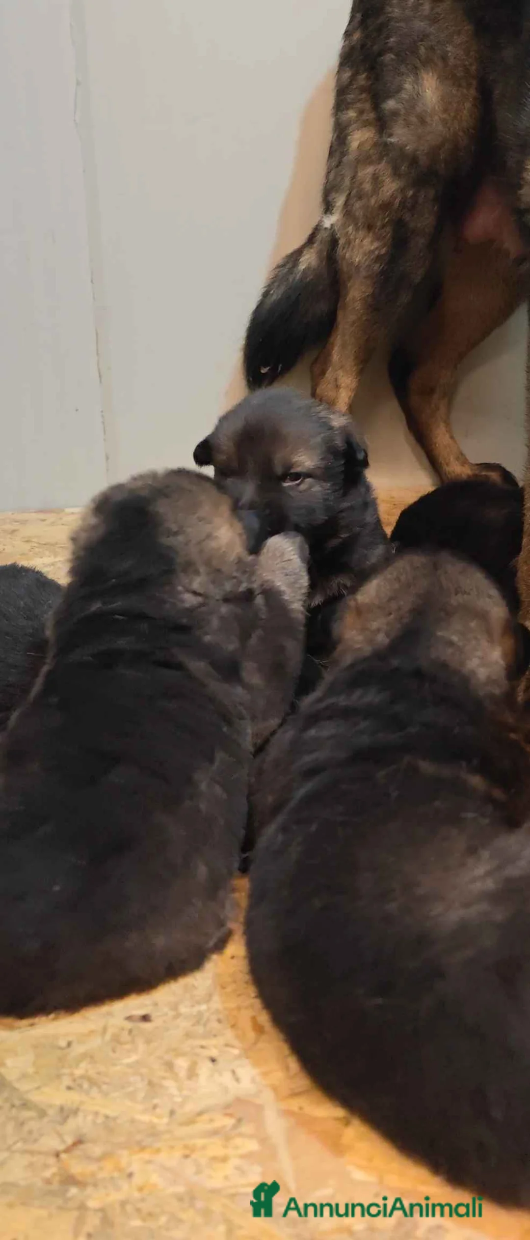 Pastore Tedesco cani in vendita: Cuccioli Pastore Tedesco linea da lavoro grigioni  - Annuncio 6