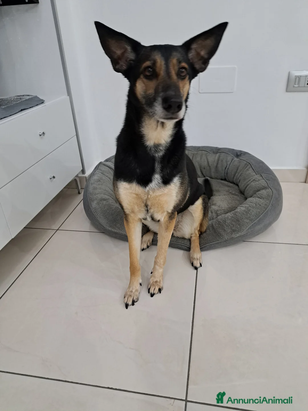 Meticcio cani in regalo: SOLO PERSONE DAVVERO INTERESSATE - Annuncio 2