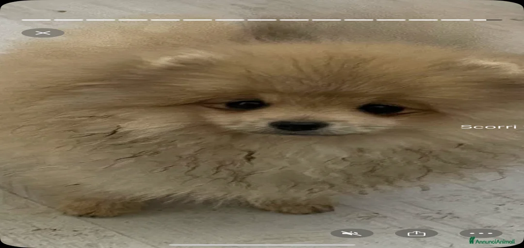 Immagine della galleria {{count}}