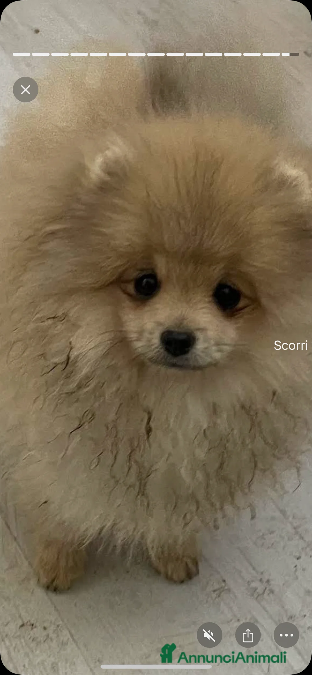 Immagine della galleria {{count}}