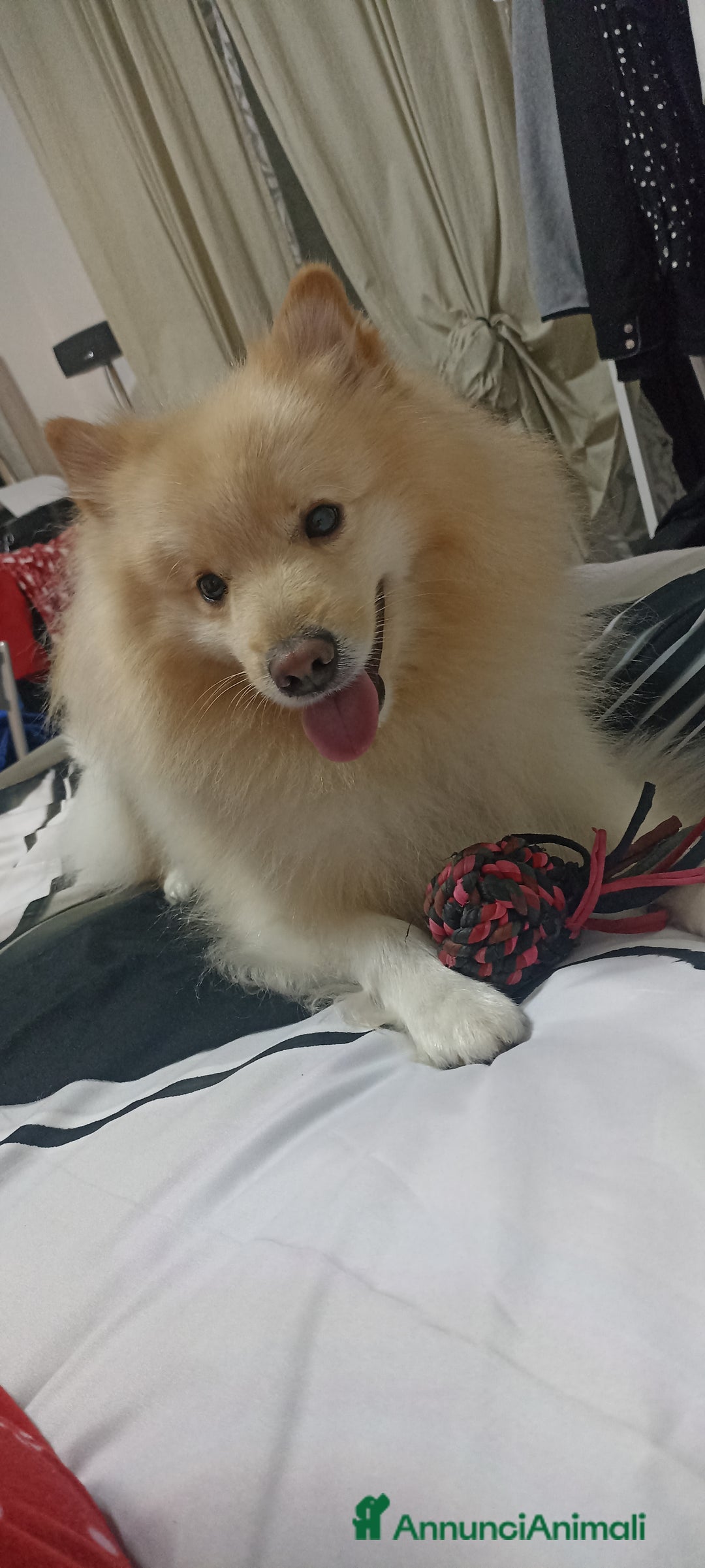 Volpino Italiano cani per accoppiamento: Volpino Italiano - Annuncio 9