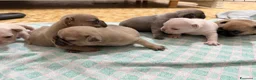 Bulldog Francese cani in vendita: Cuccioli bulldog francese  a Provincia di Latina - Annuncio 16