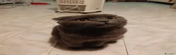 Scottish gatti per accoppiamento: Maschio schotish fold  a Provincia di Brescia - Annuncio 3