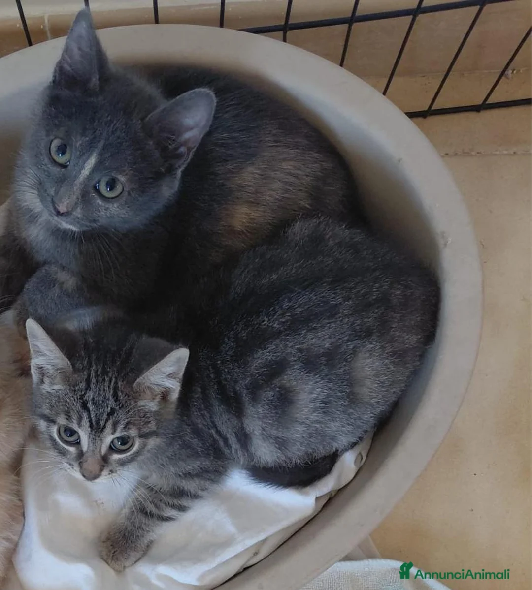 Altre razze gatti in regalo: Due batuffoli cercano casa! - Annuncio 1