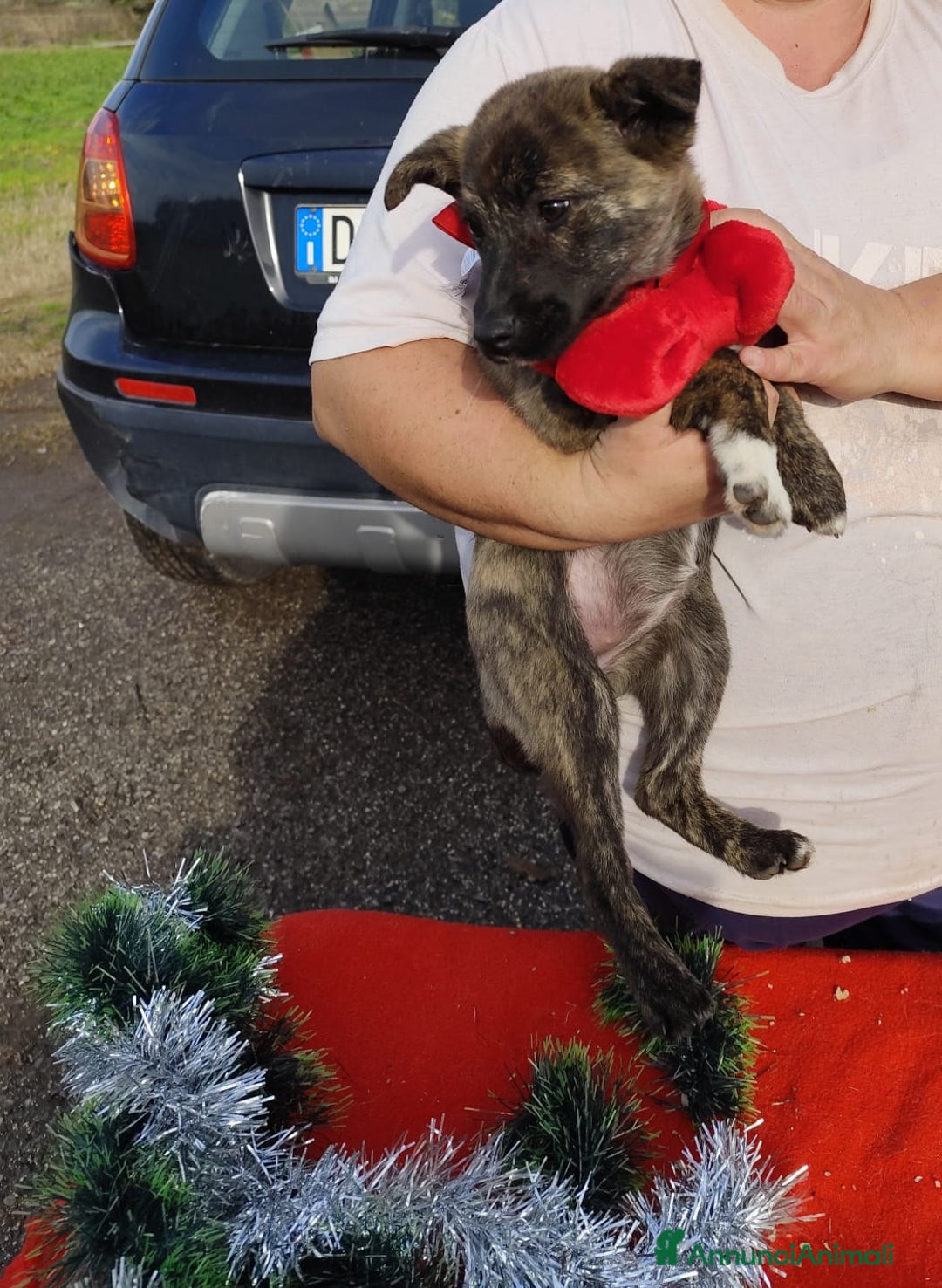 Meticcio cani in regalo: CANDY 3 mesi taglia piccola mix Shiba - Annuncio 2