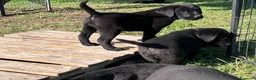 Labrador cani in vendita: Cuccioli di Labrador Retriever neri  - Annuncio 2