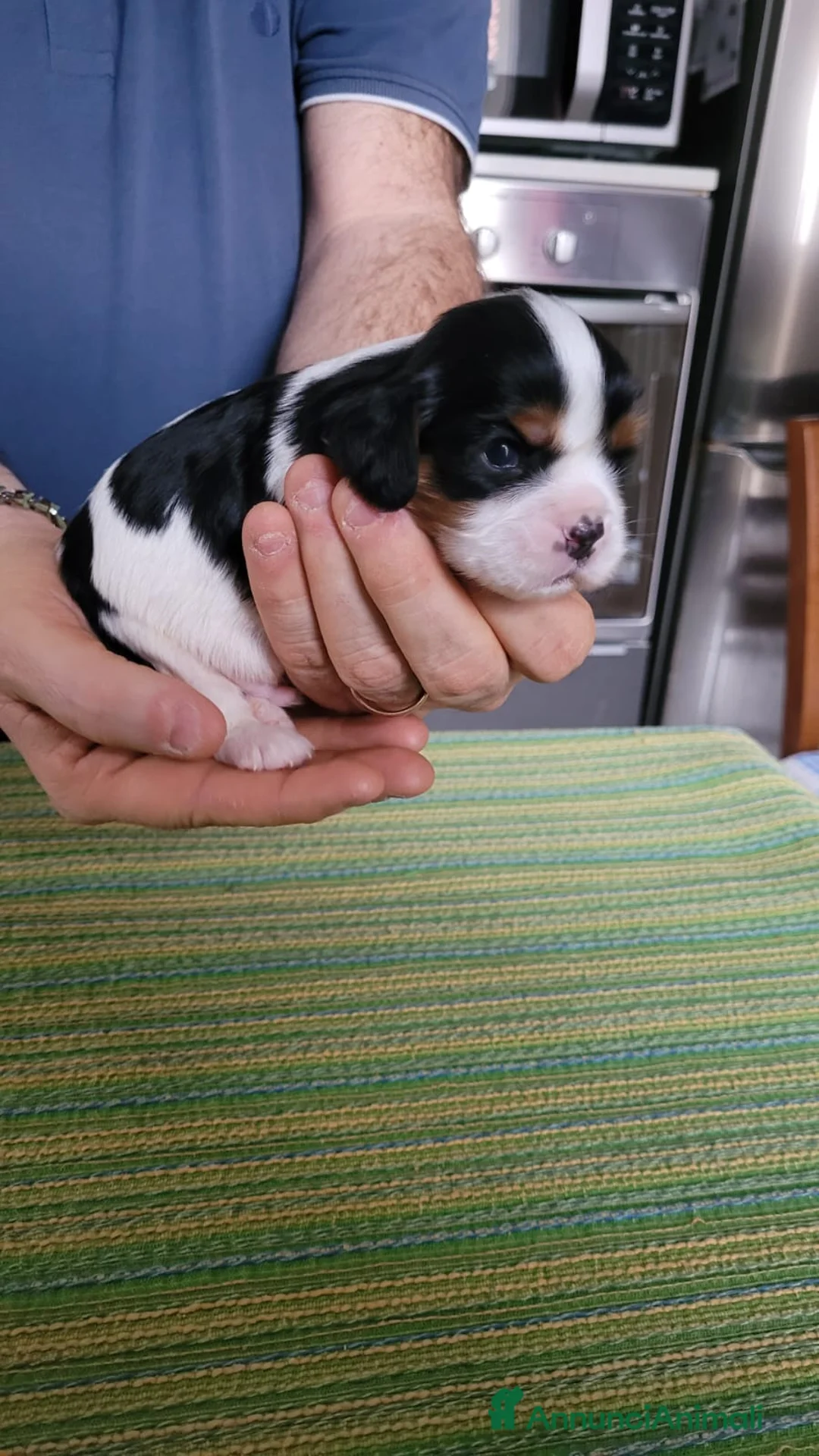 Cavalier King cani in vendita:  cuccioli di Cavalier King Charles Spaniel - Annuncio 3