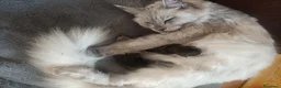 Maine Coon gatti in vendita: SPLENDIDA CUCCIOLATA  - Annuncio 3