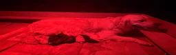 Meticcio cani in vendita: Cuccioli di Goldendoodle  - Annuncio 14