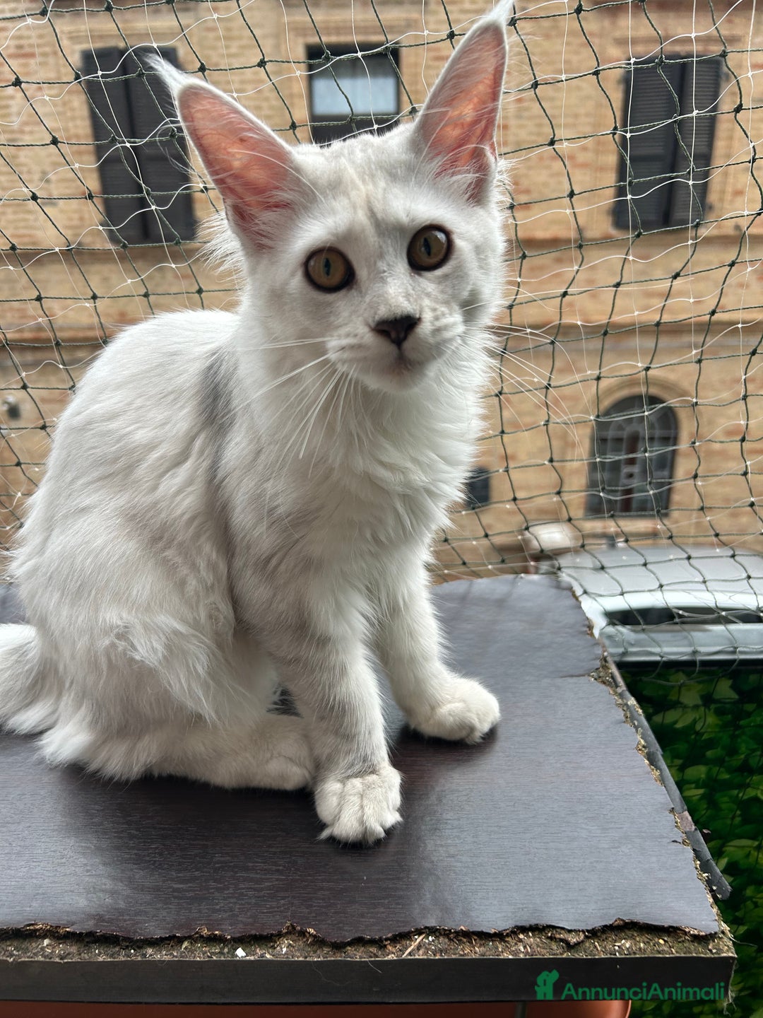 Maine Coon gatti in vendita: Maine Coon femmina 7 mesi con pedigree  - Annuncio 9