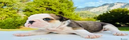 Bulldog cani in vendita: Cuccioli Bulldog Inglese - Annuncio 20