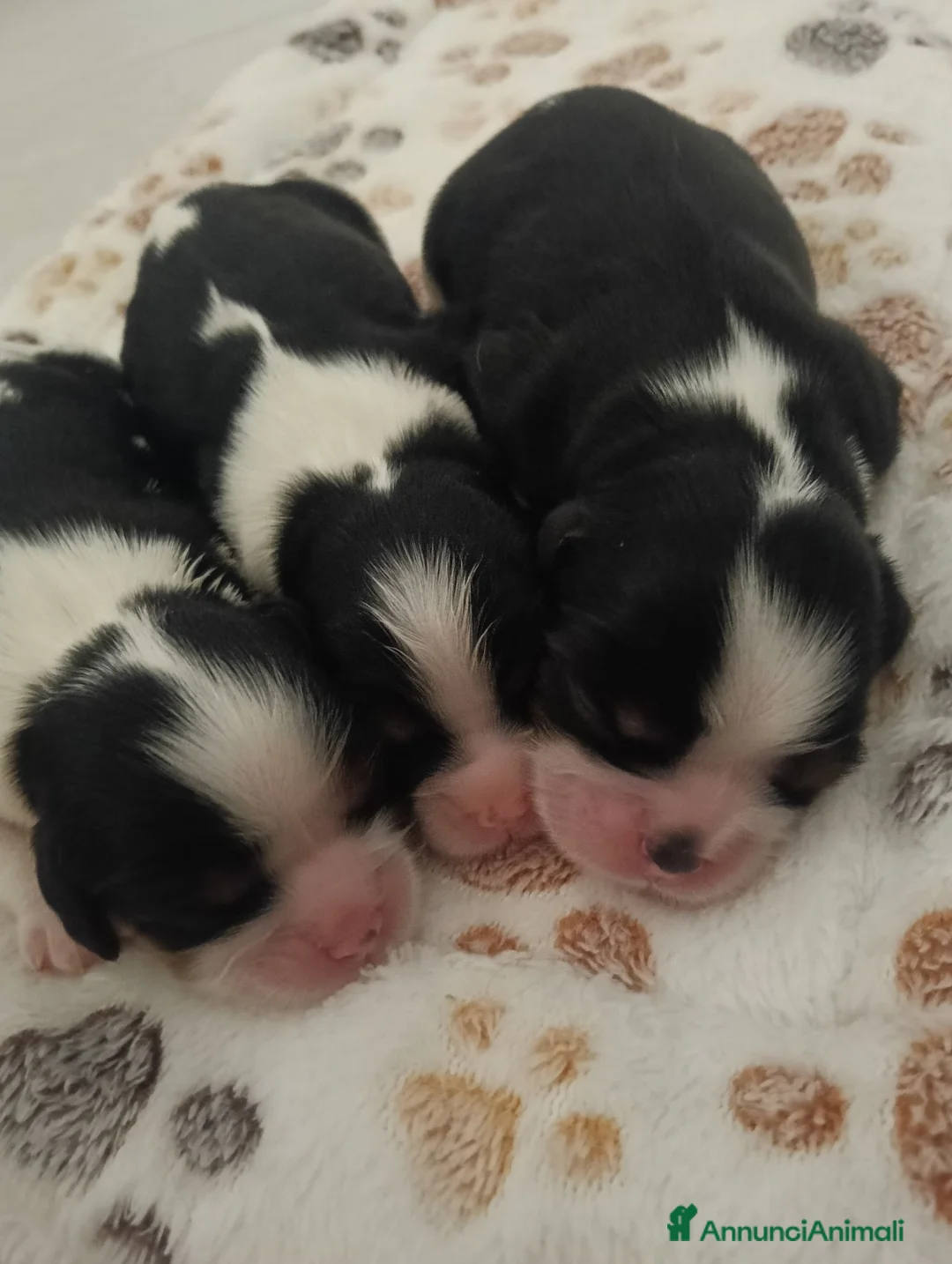 Cavalier King cani in vendita: Cuccioli Cavalier king C.S pedigree ENCI  a Città Metropolitana di Bari - Annuncio 2