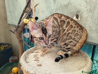 Bengala gatti cucioli bengala - Annuncio 19