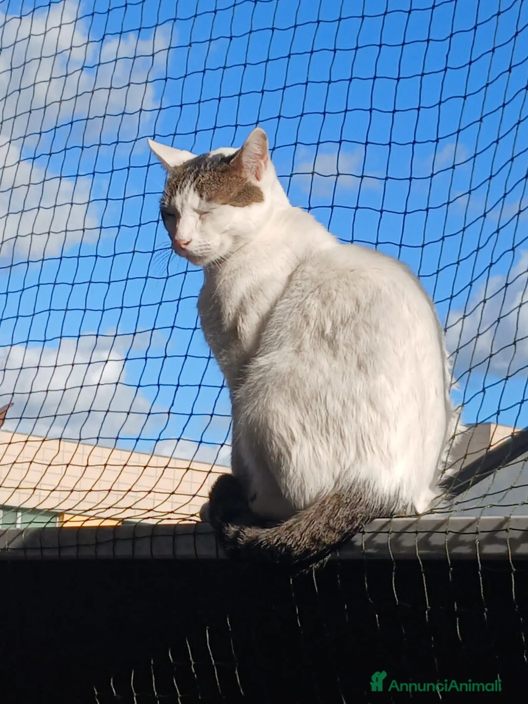 Meticcio gatti in regalo: Gattino bianco a Provincia di Caserta - Annuncio 1