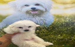 Maltese cani in vendita: Cuccioli maltesi toy - Immagine 1