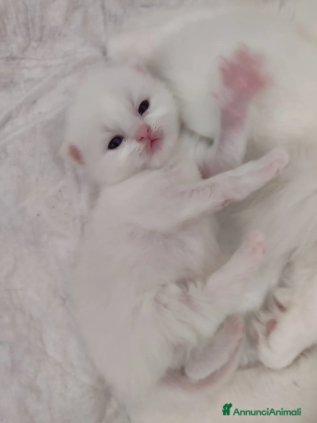 Persiano gatti in vendita: Gattine persiane normotipo  - Annuncio 2