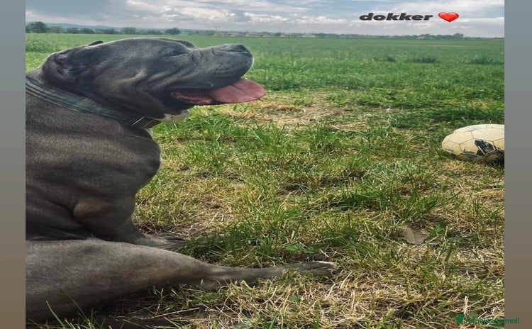 American Bully cani a Provincia di Reggio Emilia - Annuncio 1