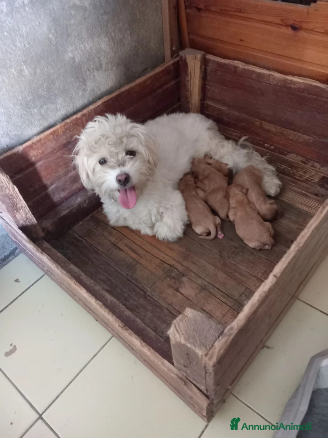 Maltipoo cani in vendita: Maltipo  - Annuncio 1