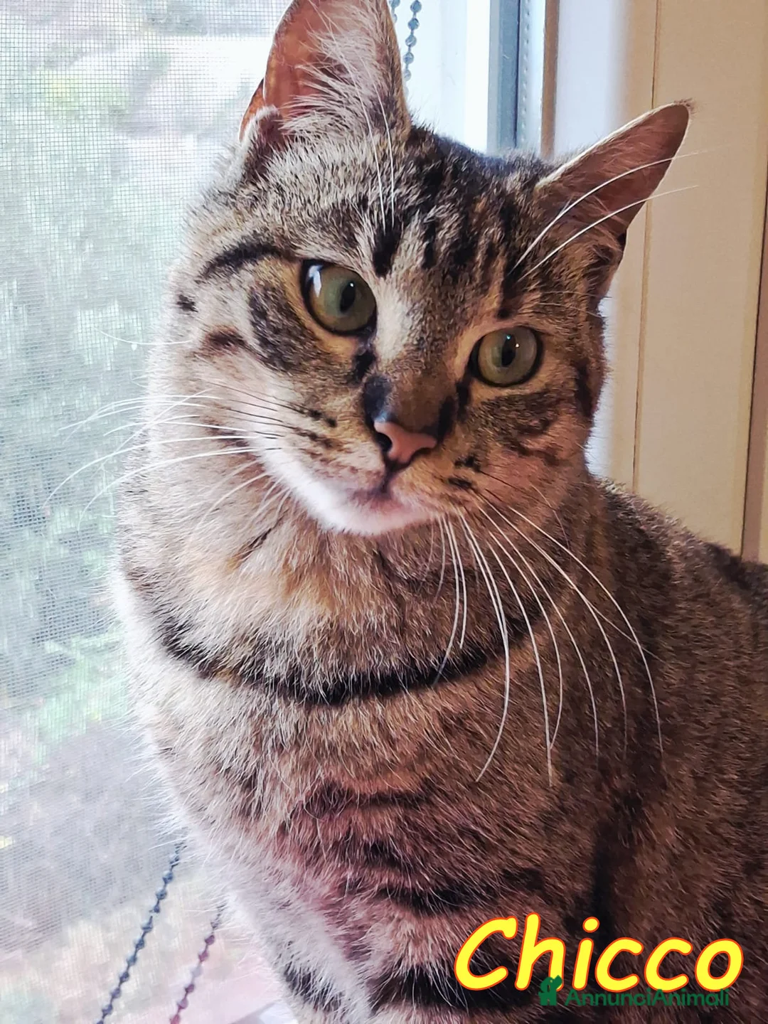 Europeo gatti in regalo: CHICCO, IL RE DELLE FUSA - Annuncio 1