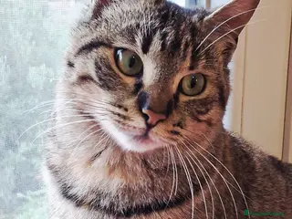 Europeo gatti CHICCO, IL RE DELLE FUSA - Annuncio 9