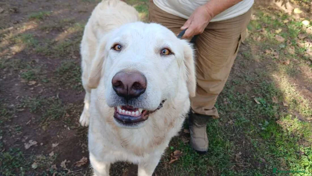 Meticcio cani in regalo: OSVALDO INC MAREMMANO CERCA LA SUA FAMIGLIA - Annuncio 1