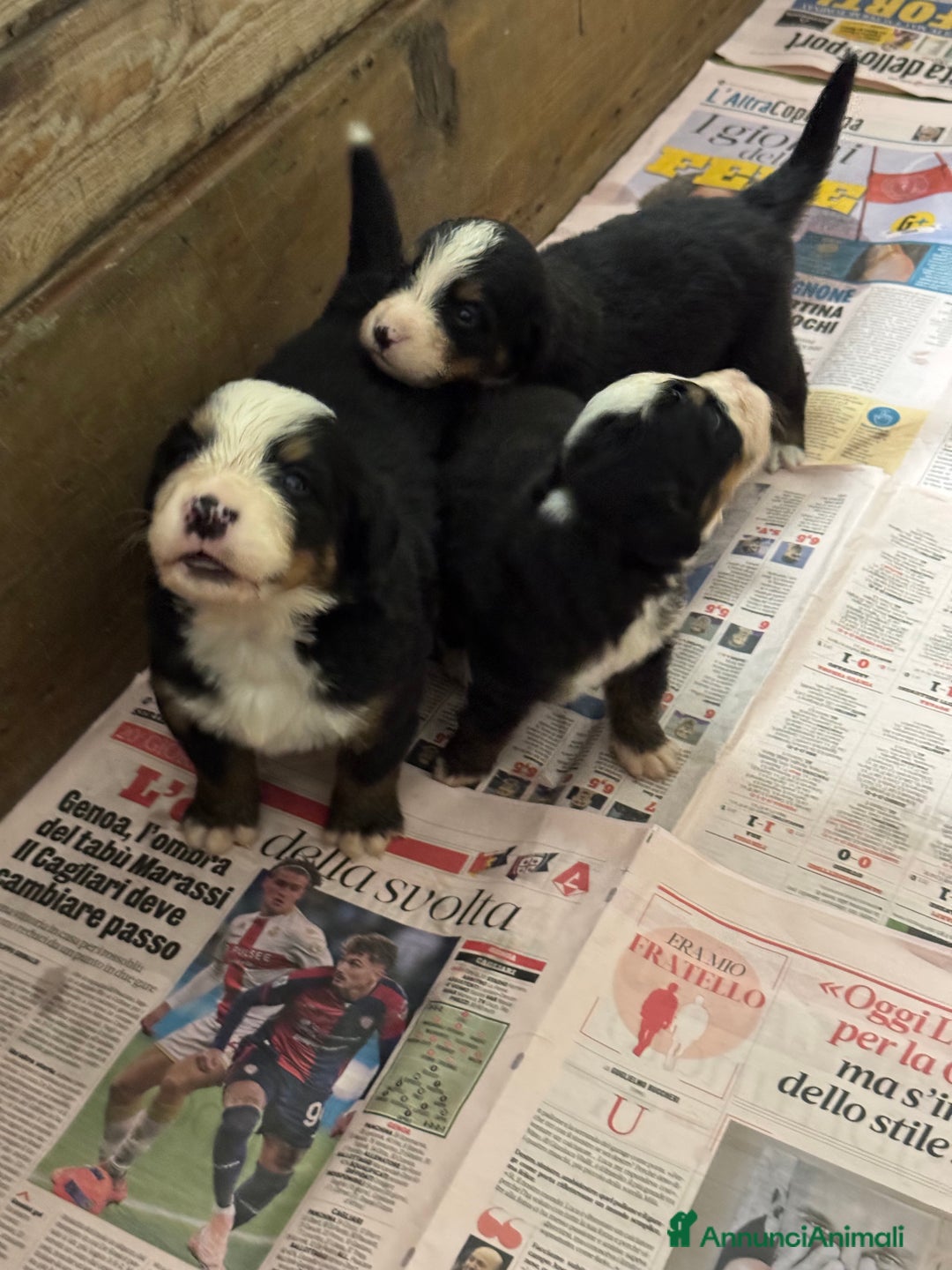 Bovaro del Bernese cani in vendita: Cuccioli Bernese da famiglia (privati) - Annuncio 18