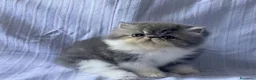 Persiano gatti in vendita: Cuccioli di Persiano - Annuncio 5