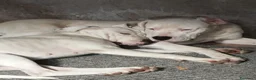 Dogo Argentino cani in vendita: Disponibili cuccioli di Dogo Argentino  a Provincia di Perugia - Annuncio 4