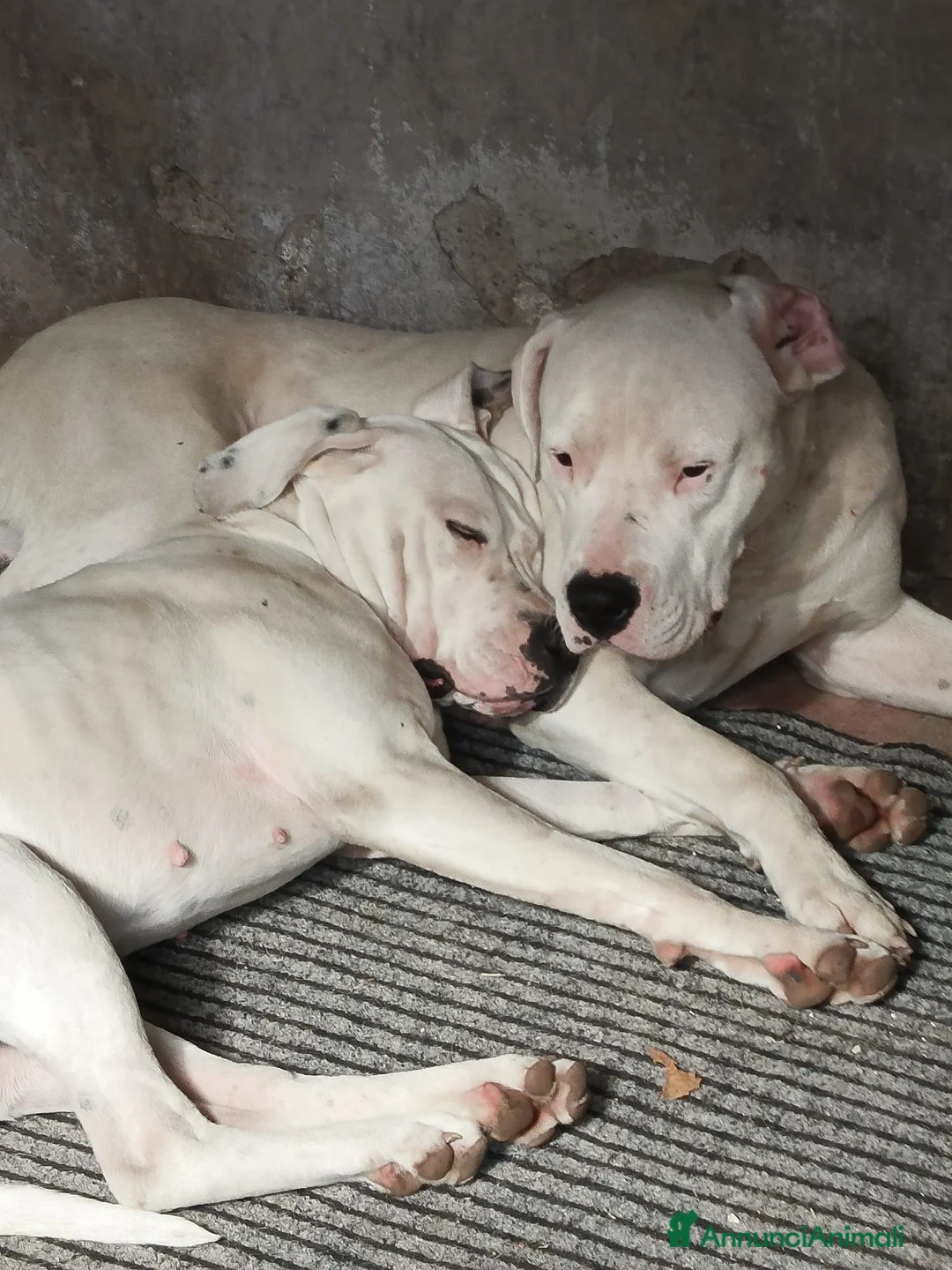Dogo Argentino cani in vendita: Disponibili cuccioli di Dogo Argentino  a Provincia di Perugia - Annuncio 4