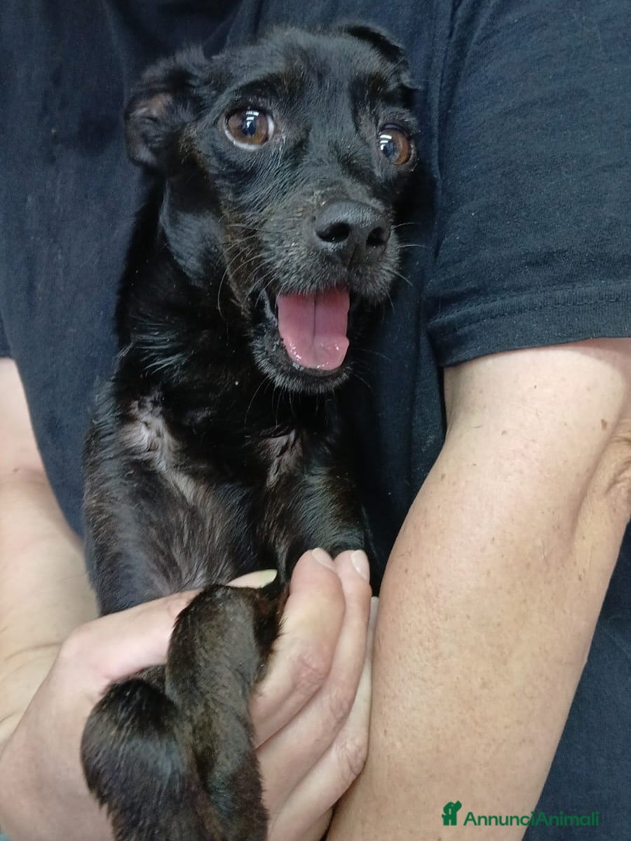 Meticcio cani FURIA, scricciolo sfortunato ha bisogno di voi! - Annuncio 16