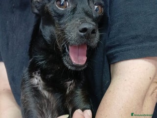 Meticcio cani FURIA, scricciolo sfortunato ha bisogno di voi! - Annuncio 29