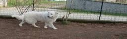 Meticcio cani in regalo: SALLY HA BISOGNO DI TE, IN ADOZIONE - Annuncio 3