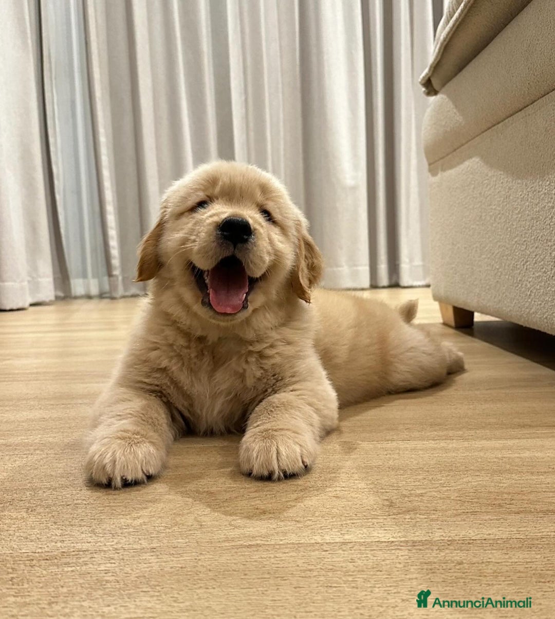Golden Retriever cani in vendita: Cuccioli di Golden Retriever - Annuncio 2