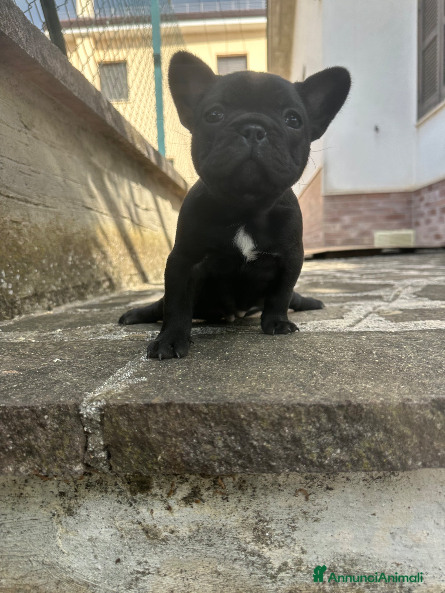 Bulldog Francese cani in vendita: bulldog francese blue occhi celesti, merlè, 2 nere - Annuncio 33