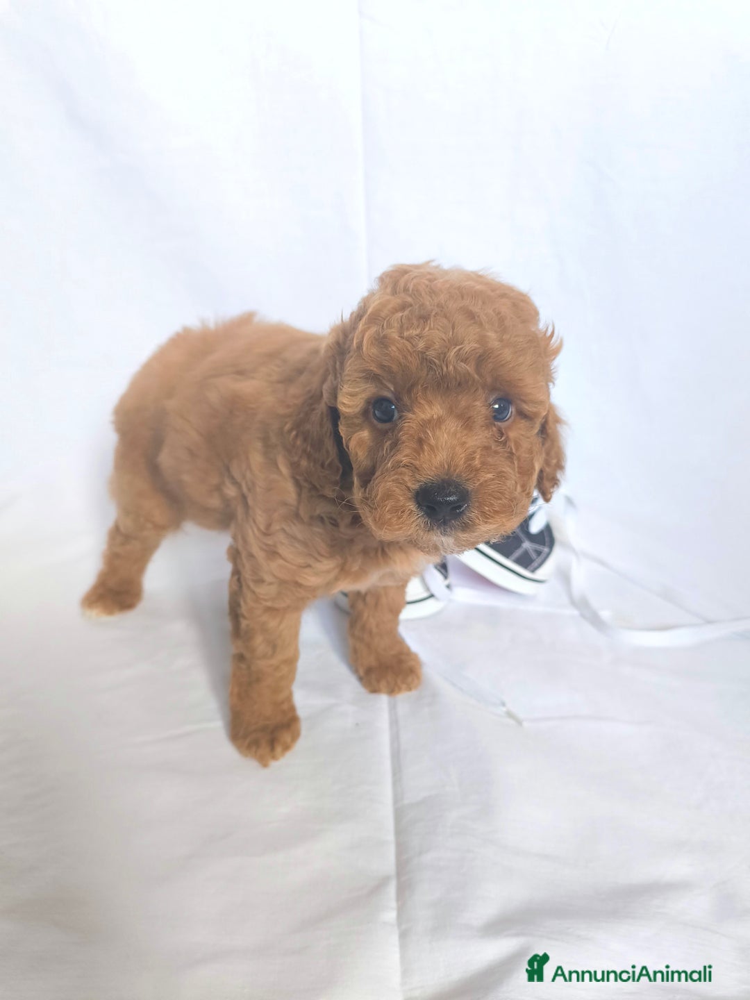 Barboncino cani in vendita: Sani e Deliziosi Barboncini - Annuncio 8