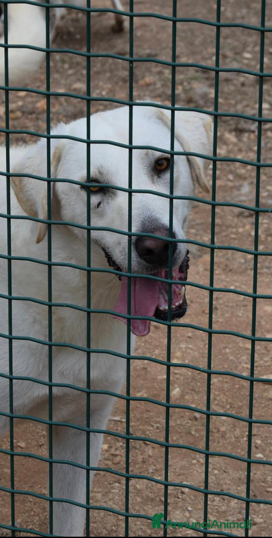 Meticcio cani in regalo: Luciano 4 anni affettuoso e coccolone - Annuncio 2