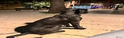 Cane Corso cani in vendita: Cane corso - Annuncio 7