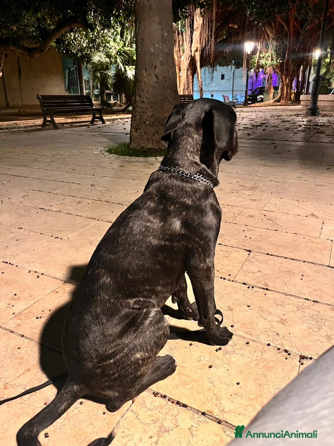 Cane Corso cani in vendita: Cane corso - Annuncio 7