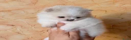 Volpino Pomerania cani in vendita: Cuccioli di Pomerania nano  - Annuncio 24
