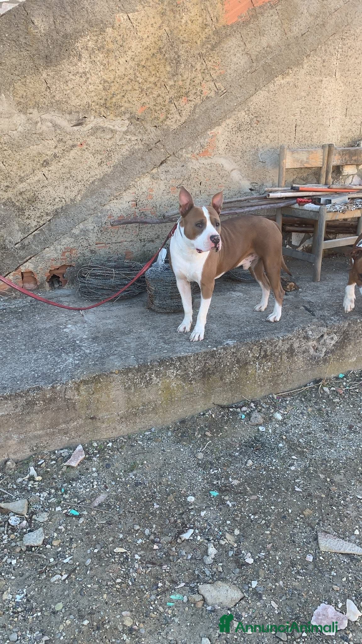 Altre razze cani kratos - Annuncio 4