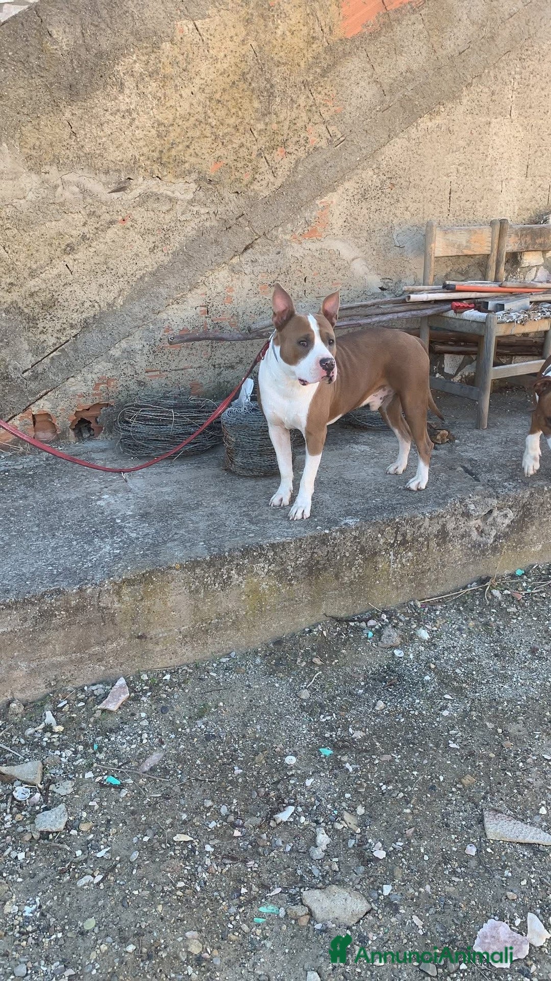 Altre razze cani in regalo: kratos - Annuncio 1