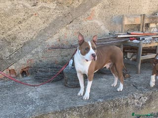 Altre razze cani kratos - Annuncio 36