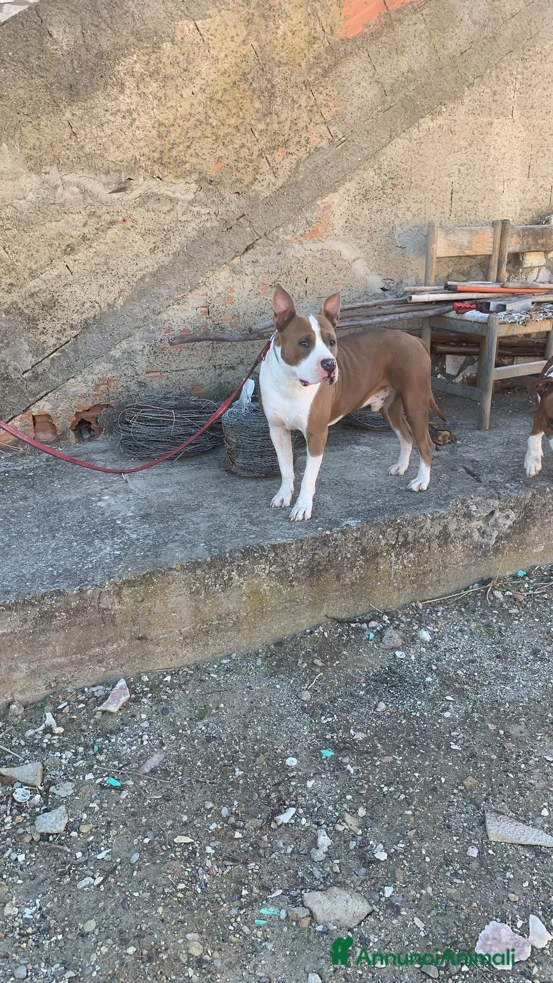 Altre razze cani in regalo: kratos - Annuncio 1