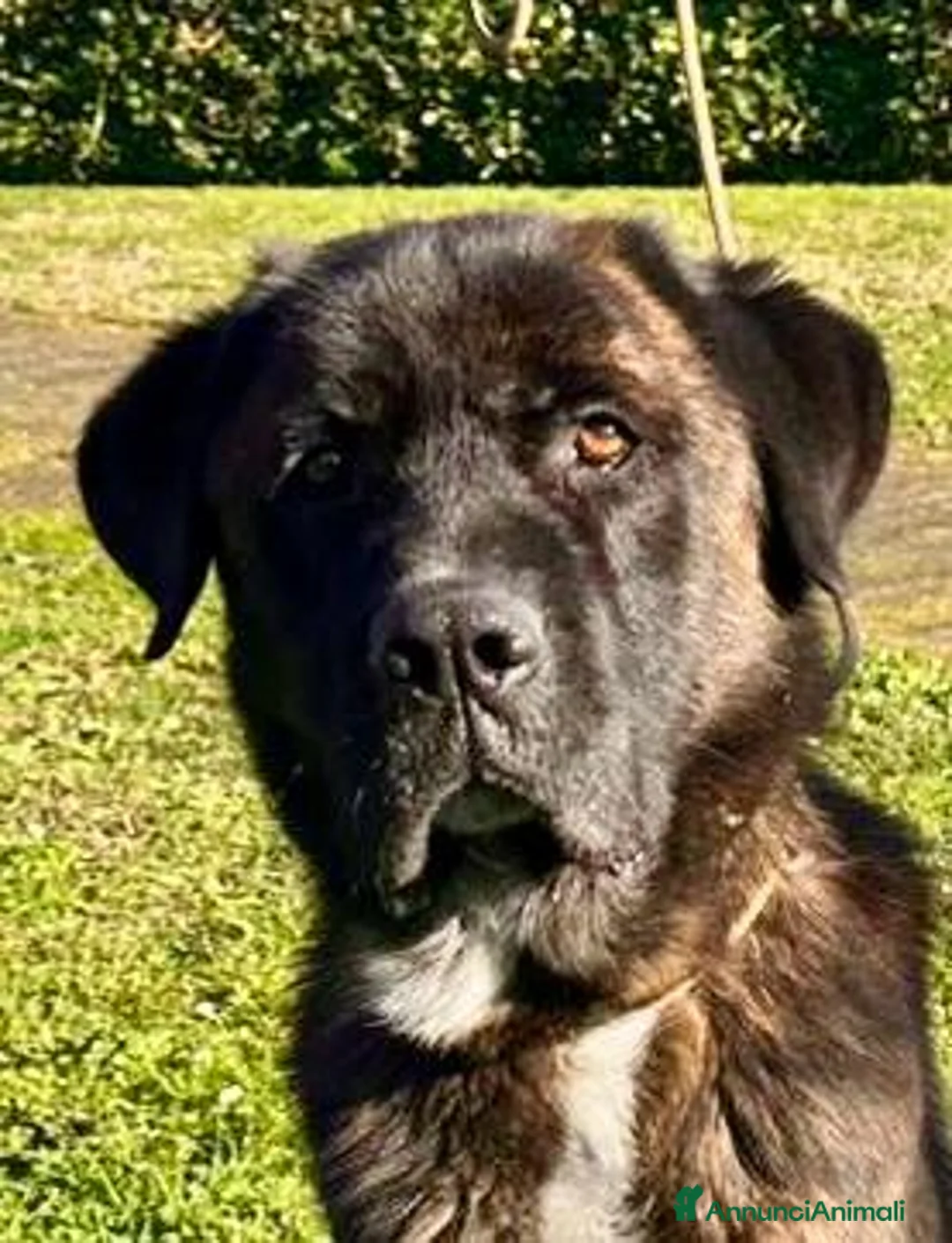 Meticcio cani in regalo: Simil Corso 4 anni - Annuncio 1