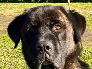 Meticcio cani Simil Corso 4 anni - Annuncio 13