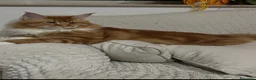 Maine Coon gatti in vendita: Maine Coon bellissimi  - Annuncio 9