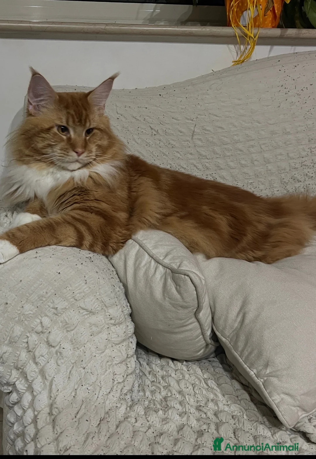 Maine Coon gatti in vendita: Maine Coon bellissimi  - Annuncio 9
