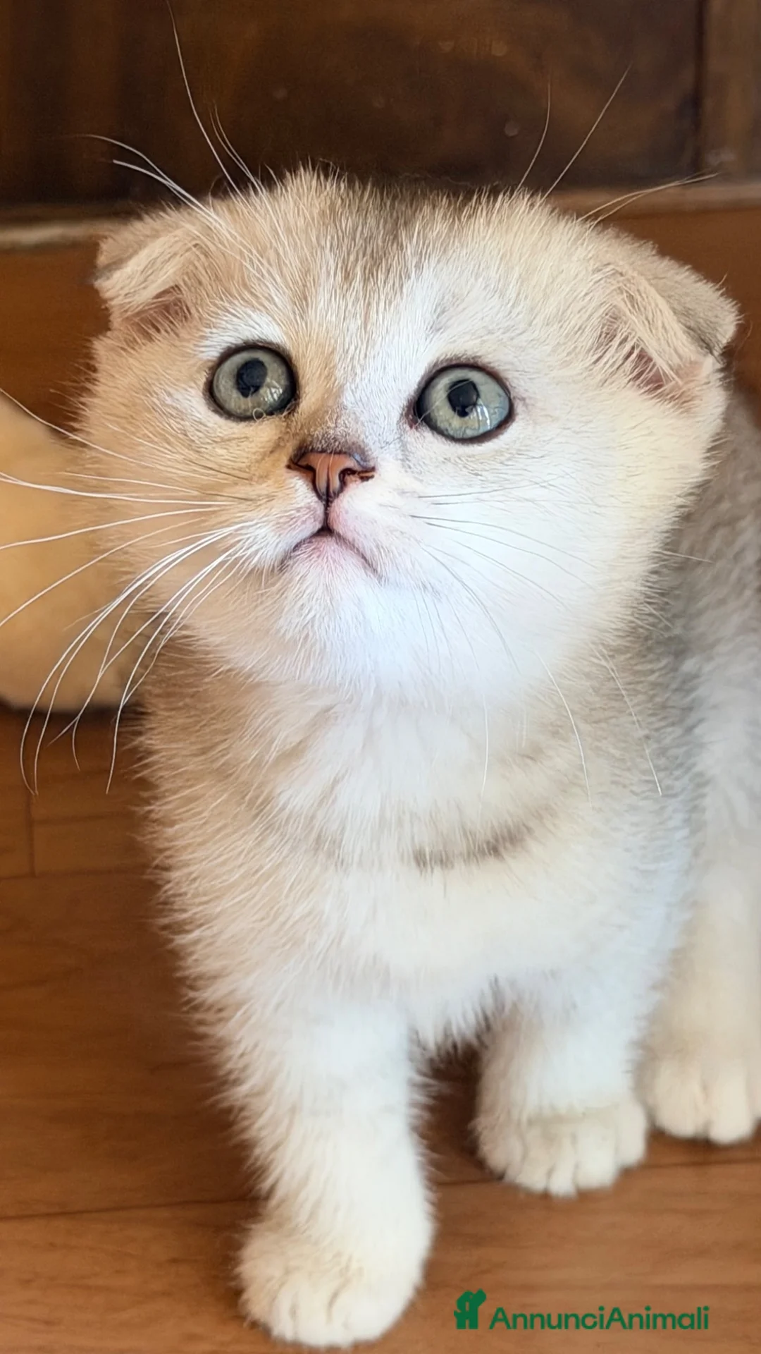 Scottish gatti in vendita: Scottish fold Longhair  a Provincia di Latina - Annuncio 2