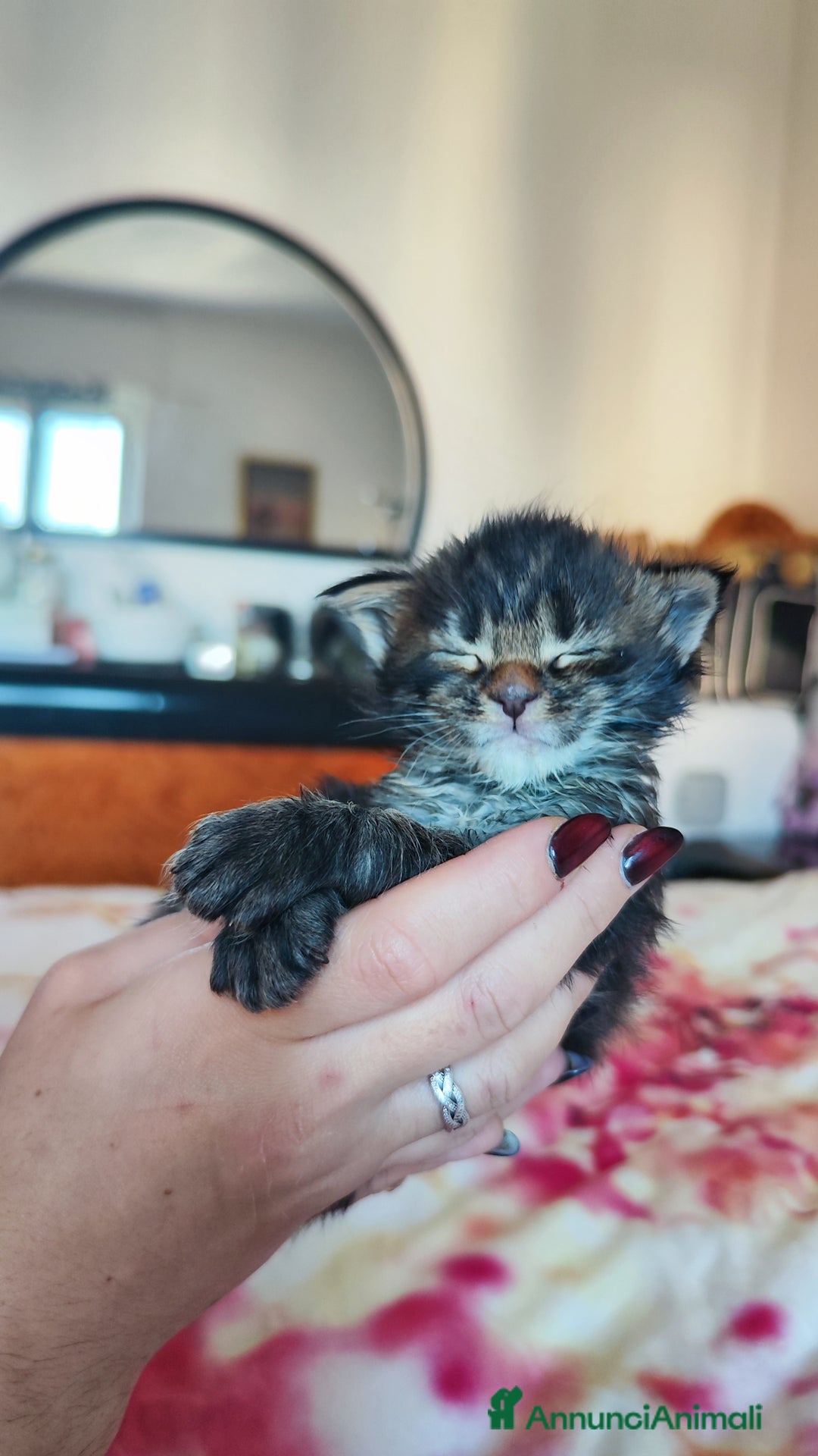 Maine Coon gatti in vendita: Cuccioli Maine Coon  - Annuncio 3